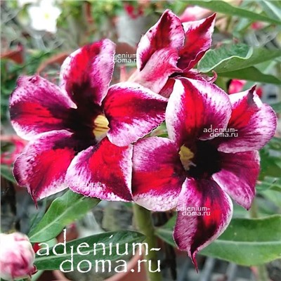 Adenium Obesum Desert Rose GRAPE FAIRY