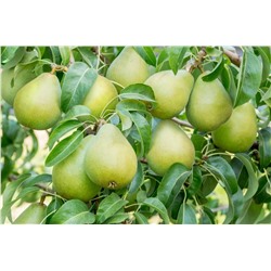 Груша Первая Ласточка, арт.: 75115