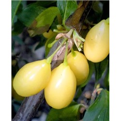 Саженцы Кизил Алёша, арт.: 69503