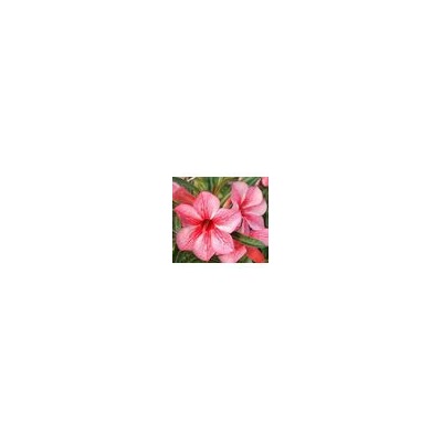 Adenium Obesum Desert Rose STAR OF RED SPARKLES