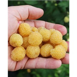 Саженцы Саженцы Малина ремонтантная Янтарная Садко, арт.: 74466