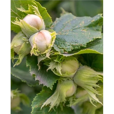 Саженцы Фундук Исаевский, арт.: 69233