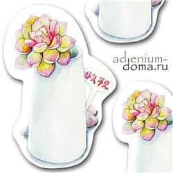 Открытка Echeveria TENCHO 'AGUA BLANCA' (Эхеверия, Эчеверия)