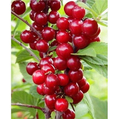 Саженцы Вишня войлочная Натали, арт.: 20117