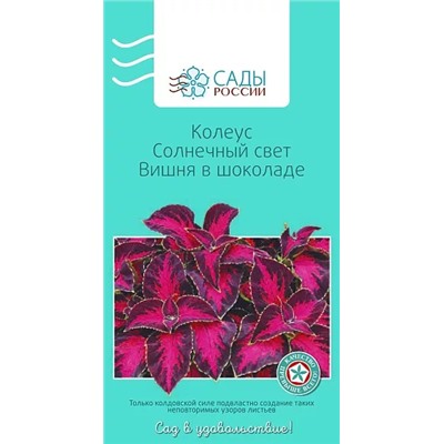 Колеус Солнечный свет Вишня в шоколаде, арт.: 3475
