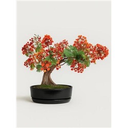 Набор д/создания бонсай "Сад Радости", "Делоникс королевский"