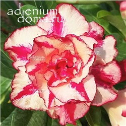 Adenium Obesum Double Flower SPRING MELODY