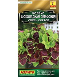 1351 Колеус Шоколадная симфония, смесь сортов 3шт