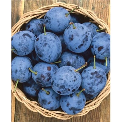 Саженцы Тернослива Ермак, арт.: 6507