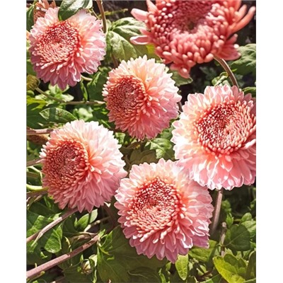 Саженцы Хризантема корейская Розалинда, арт.: 73253