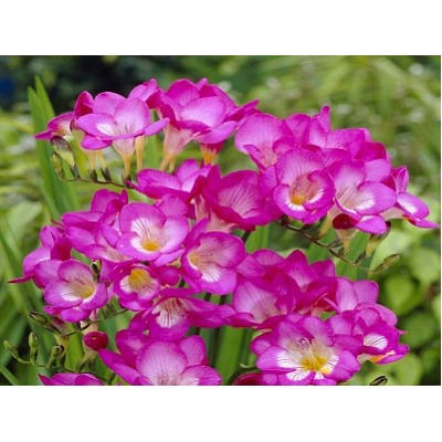 Фрезия махровая розовая "Freesia Pink" 10шт