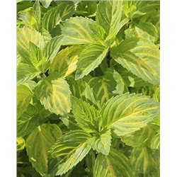 Саженцы Мята Джинджер, арт.: 69787