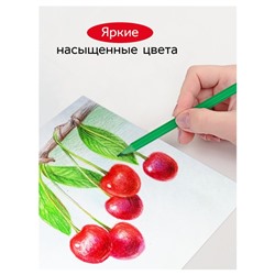 Карандаши цветные пластиковые 36 цветов «Гамма. Мультики», заточенные, ПВХ, европодвес (251220214)