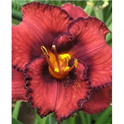 Корни (саженцы) Лилейник Беррилишес, фасовка: 1 луковица, арт.: 73243