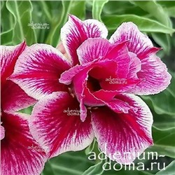 Adenium Obesum Double Flower BLUE MAGPIE