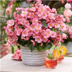 Набор бегоний элатиор №2