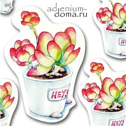 Открытка Kalanchoe THYRSIFLORA (Каланхоэ)