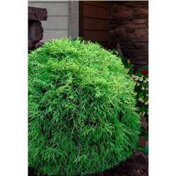 Саженцы Туя западная Мистер Боулинг Болл, арт.: 75345