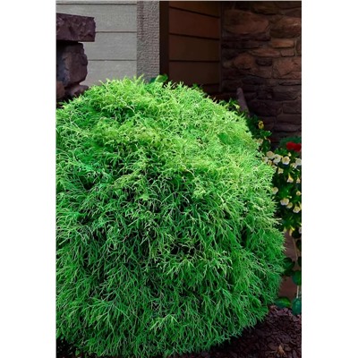 Саженцы Туя западная Мистер Боулинг Болл, арт.: 75345