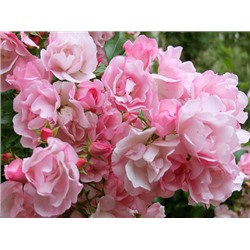 Pink Robusta "Пинк Робуста"
