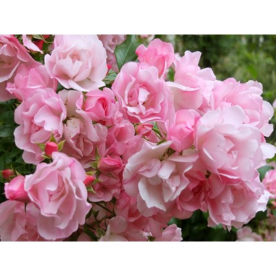 Pink Robusta "Пинк Робуста"