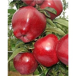 Саженцы Яблоня Ред Чиф, арт.: 70091