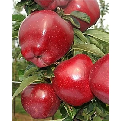 Саженцы Яблоня Ред Чиф, арт.: 70091