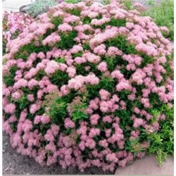 Саженцы Спирея японская Нана, арт.: 69293