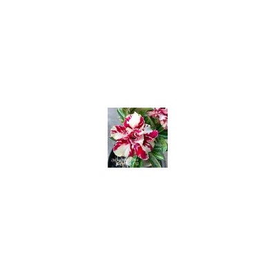 Adenium Obesum Double Flower HUA FEI MUTATION
