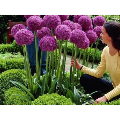 Allium Giganteum "Лук декоративный Гигантеум"