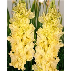 Луковицы Гладиолус Страна Лимония, арт.: 74997