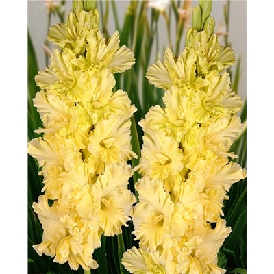 Луковицы Гладиолус Страна Лимония, арт.: 74997
