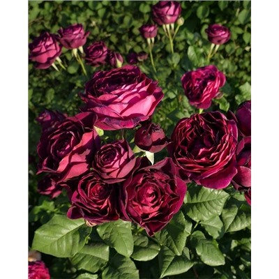 Саженцы Роза шрабовая Графиня Астрид фон Харденберг, арт.: 74986