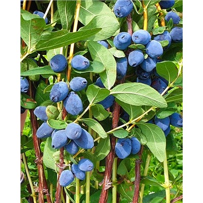 Саженцы Жимолость Джаинтс Харт, арт.: 20248