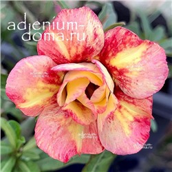 Adenium Obesum Double Flower ORANGE BUBBLES