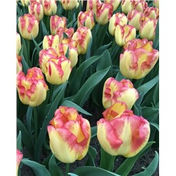 Луковицы Тюльпан Кейп Таун, арт.: 69916