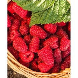 Саженцы Саженцы Малина ремонтантная Шапка Мономаха, арт.: 217