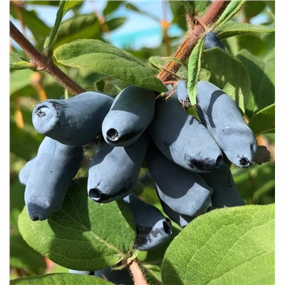 Жимолость Мичуринское диво, арт.: 75077