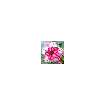 Adenium Obesum Double Flower NEW-93