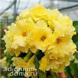 Adenium Obesum Double Flower JOYFUL