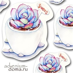 Открытка Echeveria ELEGANS, El Chico (Эхеверия, Эчеверия)