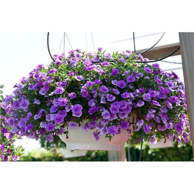 Набор махровых калибрахоа №1