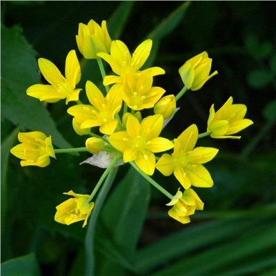 Allium Moly "Лук декоративный Моли" 5шт