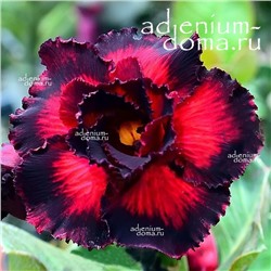 Adenium Obesum Double Flower ENDLESS LOVE