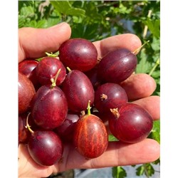 Саженцы Крыжовник Краснославянский, арт.: 74548