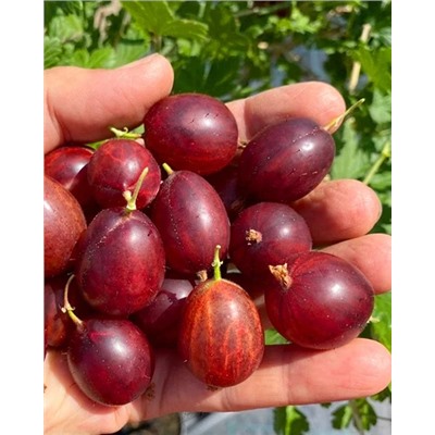 Саженцы Крыжовник Краснославянский, арт.: 74548