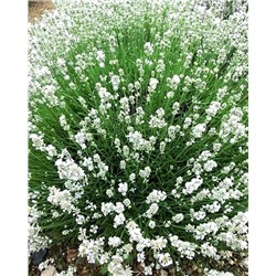 Саженцы Лаванда узколистная Арктик Сноу, арт.: 74701