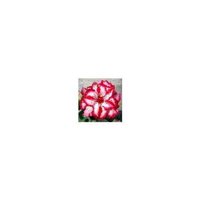 Adenium Obesum Double Flower BERTHA