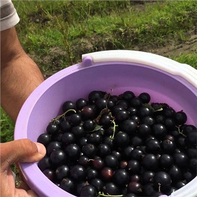 Смородина черная Титания
