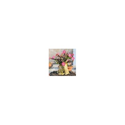 Adenium Arabicum BLACK STEM